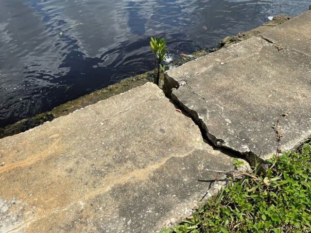 damaged seawall with deep crack
